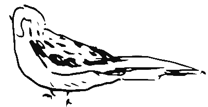 A black and white illustration of a small bird
